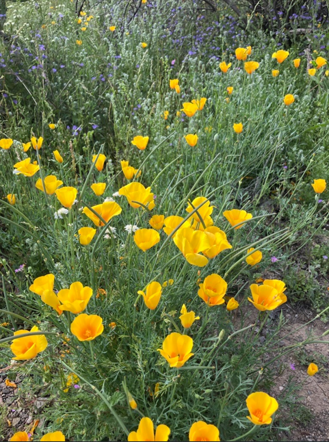 Photo of yellow wildflowers in Tucson.