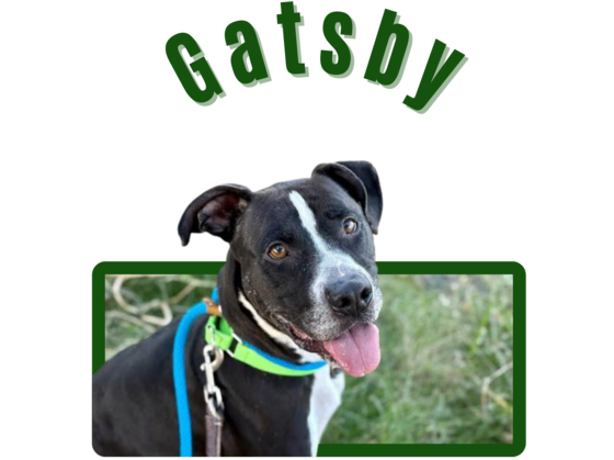 Photo of Pima animal care center dog Gatsby