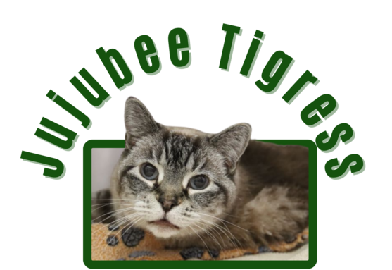 Photo of Pima animal care center cat Jujubee Tigress