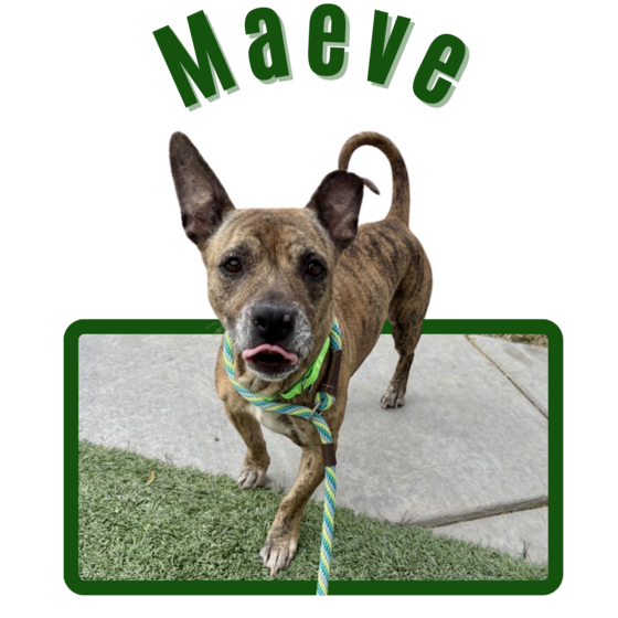 Photo of Pima Animal Care Center Dog Maeve