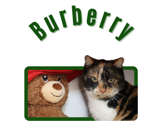 Photo of Pima Animal Care center Cat Burberry