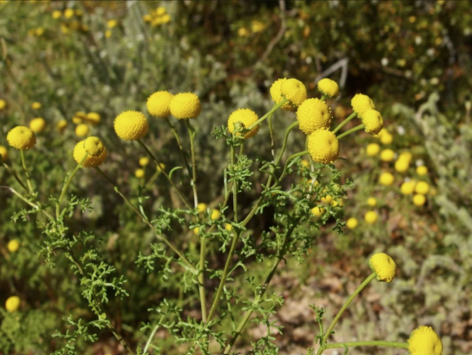 Photo of Stinknet plant.