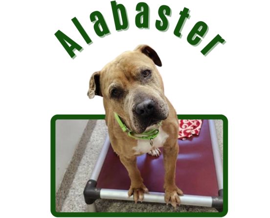 photo of Pima animal control dog Alabaster