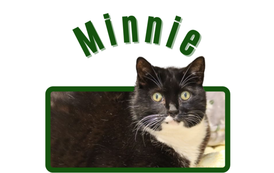 Pima Animal Control Cat Minnie