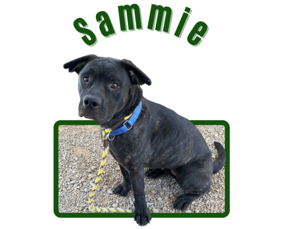photo of Pima Animal Cre Center dog Sammie