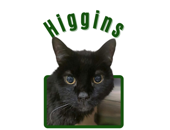 Photo of Pima Animal Care center cat Higgins