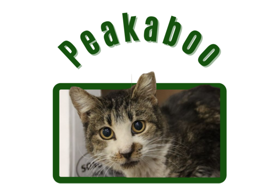 Photo of Pima Animal Care Center Cat Peakaboo