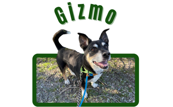 Photo of Pima Animal Care Center dog Gizmo