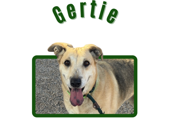 photo of Pima Animal Care Center Dog Gertie