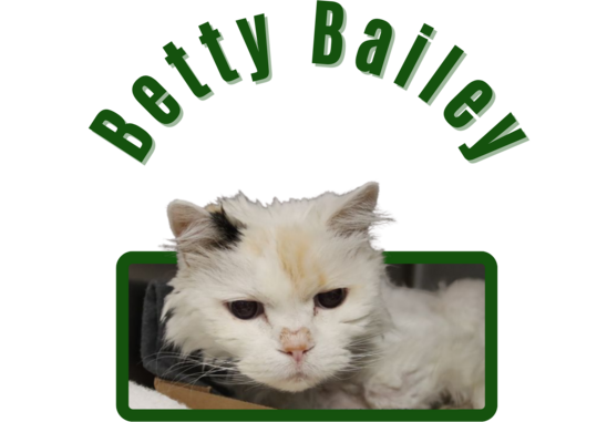 Pima animal care center cat Betty
