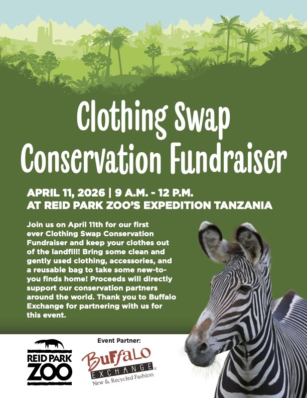 Flyer featuring a zebra with black and white stripes on a green jungle background
