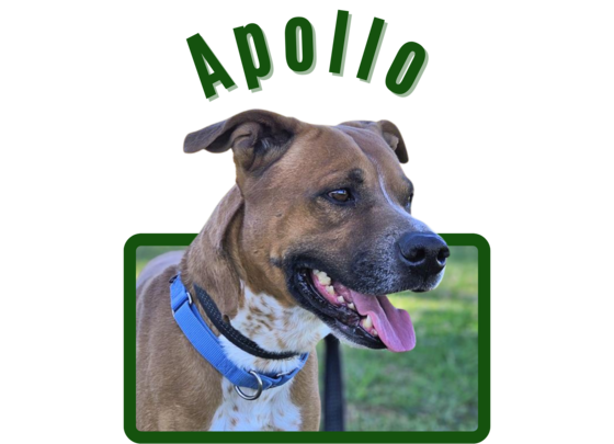 Photo of Pima Animal Care Center Dog Apollo