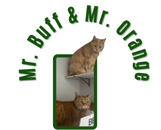 Photo of Pima Animal Care center Cats Mr. Buff & Mr. Orange