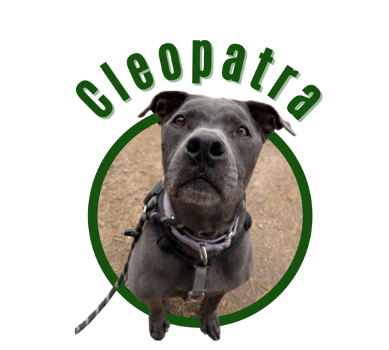 Photo of Cleopatra the dog from Pima Animal Shelter.