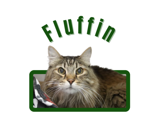 Photo of Pima Animal Care Center Cat Fluffin
