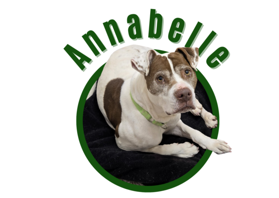 Photo of Pima Animal Care Center Dog Annabelle