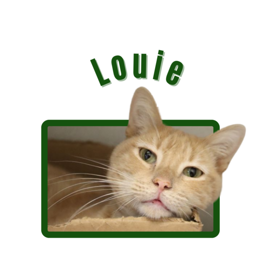 Photo of Pima Animal Control Cat Louie