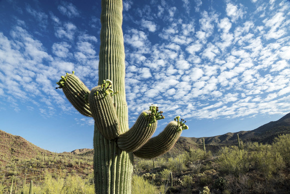 saguaro landscape