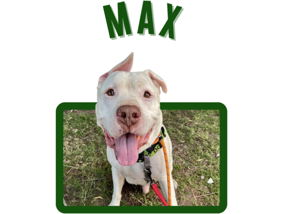 Photo of Pima Animal Care Center Dog Max