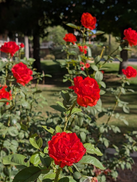Vibrant red roses with the caption: Stop and Smell the Roses!