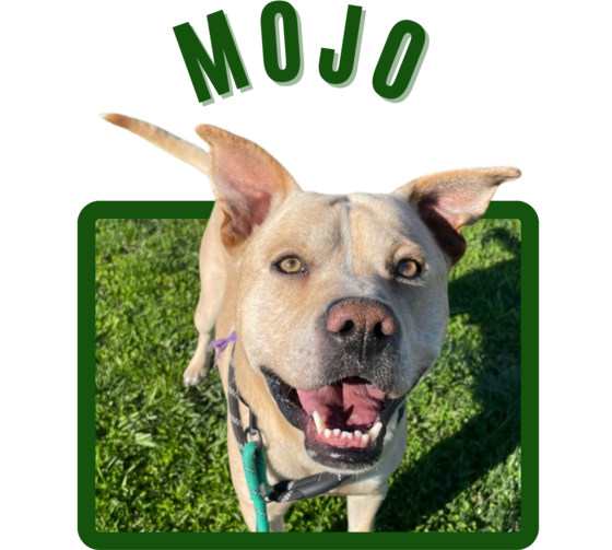 Photo of Pima Animal Care Center Dog Mojo