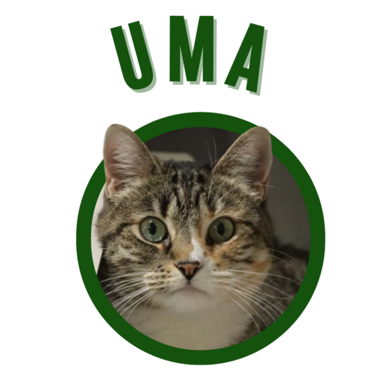 Photo of Pima Animal Care Center Cat Uma