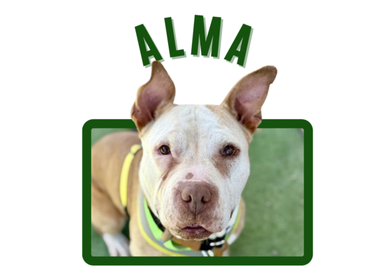 Photo of Pima Animal Care Center Dog Alma