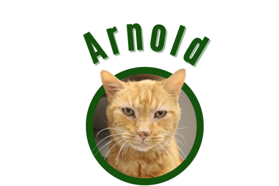 Photo of Pima Animal Care Center Cat Arnold