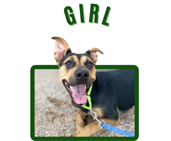 Photo of Pima Animal Care center dog Girl
