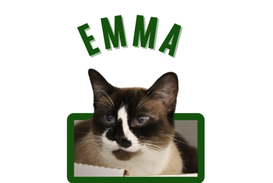 Photo of Pima Animal Control Cat Emma