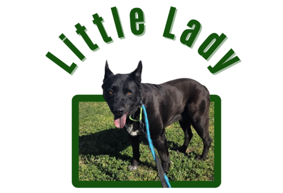 Photo of Pima Animal Control Dog Little Lady