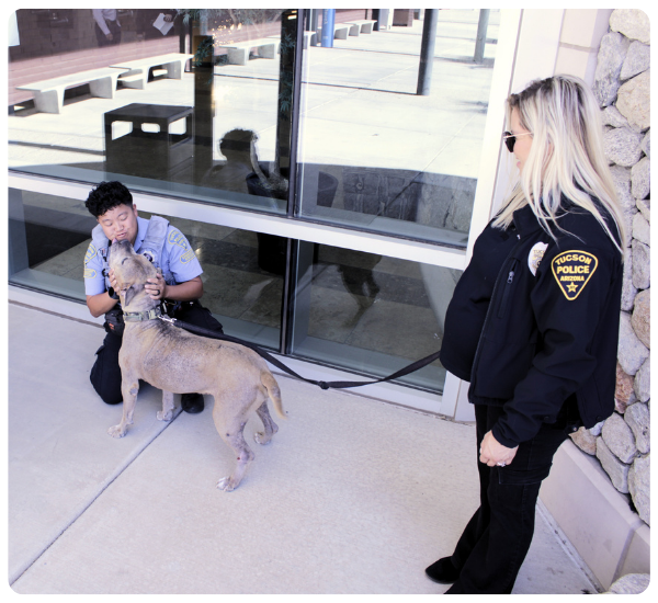 Photo of pitbull terrier dog Helo being greeted by a police officer at the Westside Service Center.