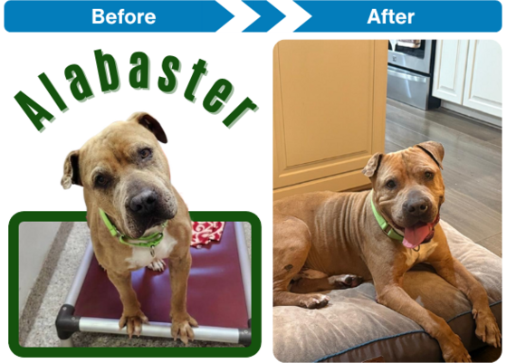 Before and after photo of pitbull terrier dog Helo.