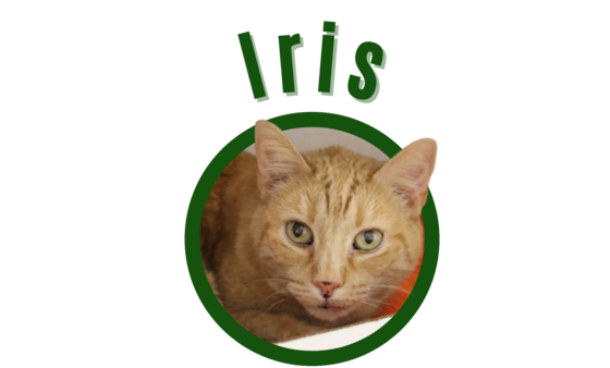 Photo of Pima Animal Care Center cat Iris.