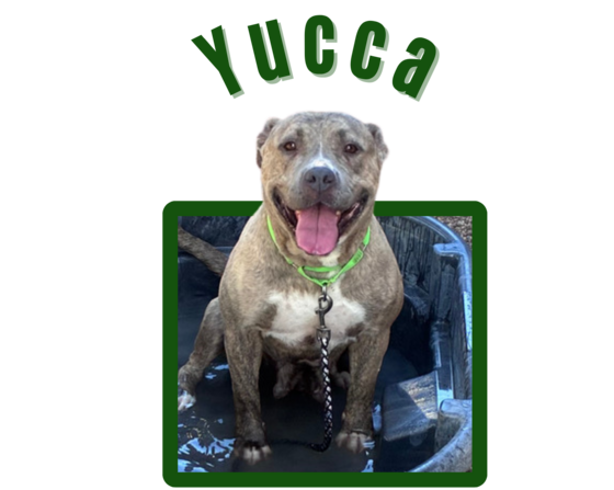 Photo of Pima Animal Care Center Dog Yucca