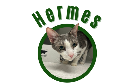 Photo of Pima Animal Care Center Cat Hermes