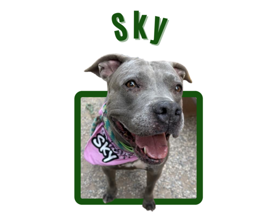 Photo of Pima Animal Care Center dog Sky