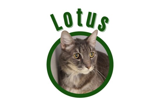 Photo of Pima Animal Care center cat Lotus