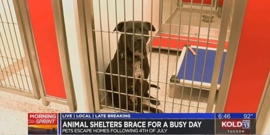 Pima Animal Care Center image of a dog in a Kennel