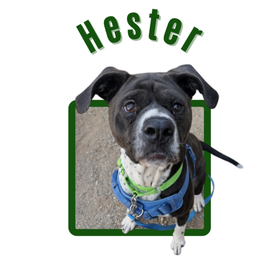 Photo of Pima Animal Control dog Hester