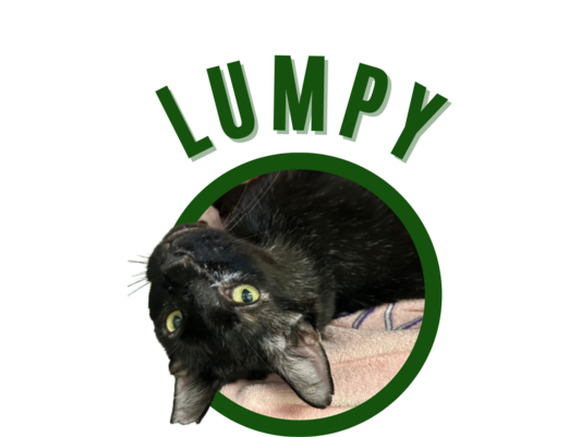 Photo of Pima Animal Care Center Cat Lumpy.
