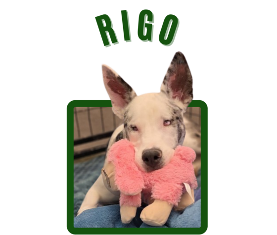 Photo of Pima Animal Care Center dog Rigo.