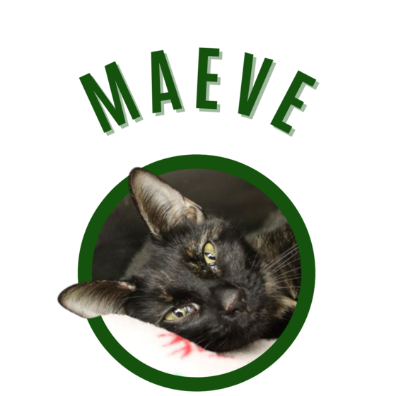 Photo of Pima Animal Care Center Cat Maeve