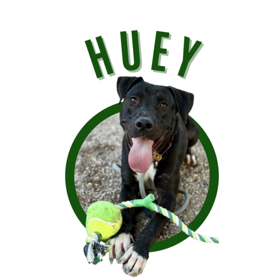 Photo of Pima animal care center dog Huey