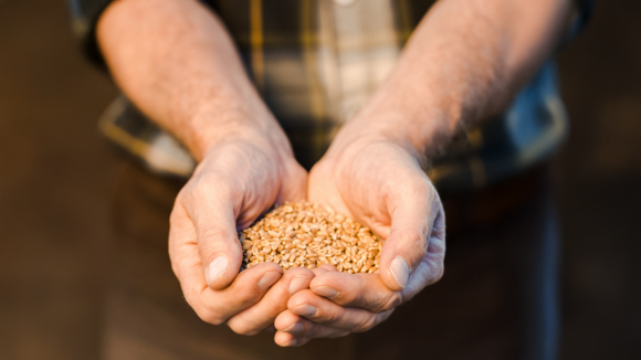 handful of seeds