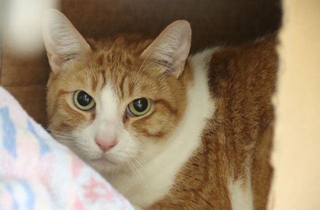 Photo of Pima Animal Care Center cat Queso