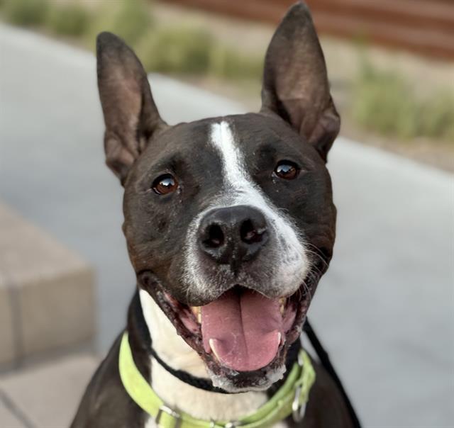Photo of Pima Animal Care Center Shadow