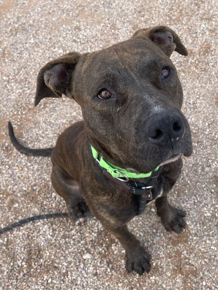 PACC Pet of the Week, Ladle