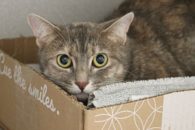 Tuna Luna, PACC pet of the week
