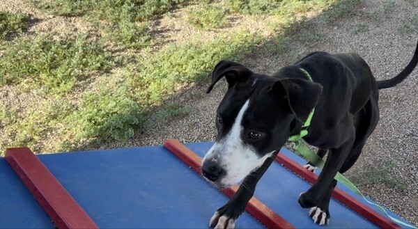 Jess, a dog